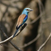 Kraska abisyńska - Coracias abyssinicus - Abyssinian Roller