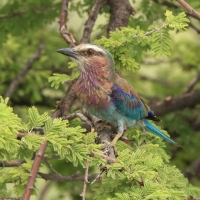 Kraska liliowopierśna - Coracias caudatus - Lilac-breasted Roller