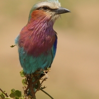 Kraska liliowopierśna - Coracias caudatus - Lilac-breasted Roller