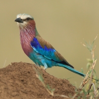 Kraska liliowopierśna - Coracias caudatus - Lilac-breasted Roller