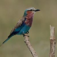 Kraska liliowopierśna - Coracias caudatus - Lilac-breasted Roller