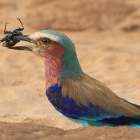 Kraska liliowopierśna - Coracias caudatus - Lilac-breasted Roller