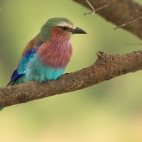 Kraska liliowopierśna - Coracias caudatus - Lilac-breasted Roller
