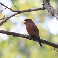 Kraskówka modrogardła - Eurystomus gularis - Blue-throated Roller