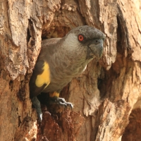Afrykanka niebieskorzytna - Poicephalus rueppellii - Rüppell's Parrot