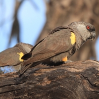 Afrykanka niebieskorzytna - Poicephalus rueppellii - Rüppell's Parrot