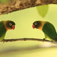 Nierozłączka czarnogłowa - Agapornis personatus - Yellow-collared Lovebird