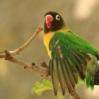 Nierozłączka czarnogłowa - Agapornis personatus - Yellow-collared Lovebird