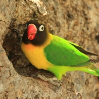 Nierozłączka czarnogłowa - Agapornis personatus - Yellow-collared Lovebird
