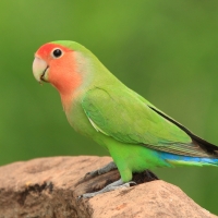 Nierozłączka czerwonoczelna - Agapornis roseicollis - Rosy-faced Lovebird