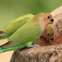 Nierozłączka czerwonoczelna - Agapornis roseicollis - Rosy-faced Lovebird