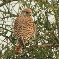 Pustułeczka - Falco naumanni - Lesser Kestrel