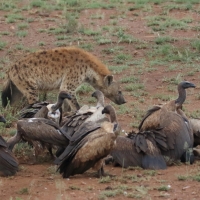 Sęp afrykański - Gyps africanus - White-backed Vulture