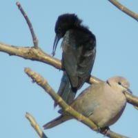 Czarnodudek ciemnodzioby - Rhinopomastus aterrimus - Black Scimitarbill