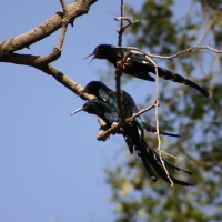 Sierpodudek purpurowy - Phoeniculus purpureus - Green Wood-hoopoe