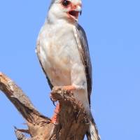 Sokolik czerwonooki - Polihierax semitorquatus - African Pygmy Falcon