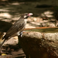 Miodowód duży - Indicator indicator - Greater Honeyguide