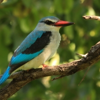 Łowiec jasny - Halcyon senegalensis - Woodland Kingfisher