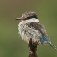 Łowiec kreskowany - Halcyon chelicuti - Striped Kingfisher