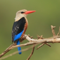 Łowiec szarogłowy - Halcyon leucocephala - Grey-headed Kingfisher