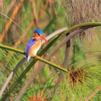 Zimorodek malachitowy - Corythornis cristatus  - African Malachite Kingfisher
