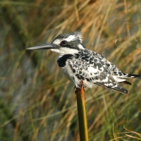 Rybaczek srokaty - Ceryle rudis - Pied Kingfisher