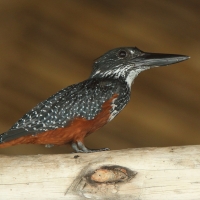 Rybaczek wielki - Megaceryle maxima - Giant Kingfisher