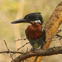 Rybaczek wielki - Megaceryle maxima - Giant Kingfisher
