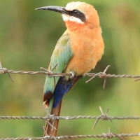 Żołna białoczelna - Merops bullockoides - White-fronted Bee-eater