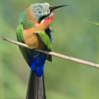 Żołna białoczelna - Merops bullockoides - White-fronted Bee-eater