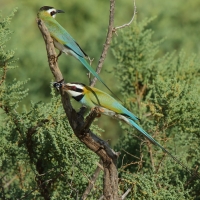 Żołna białogardła - Merops albicollis - White-throated Bee-eater