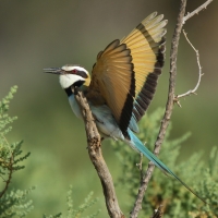 Żołna białogardła - Merops albicollis - White-throated Bee-eater