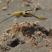 Żołna białogardła - Merops albicollis - White-throated Bee-eater