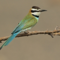 Żołna białogardła - Merops albicollis - White-throated Bee-eater