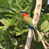 Żołna czerwonogardła - Merops bulocki - Red-throated Bee-eater