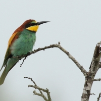 Żołna zwyczajna - European Bee-eater
