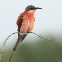 Żołna karminowa - Merops nubicoides - Southern Carmine Bee-eater