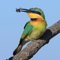Żołna mała - Merops pusillus - Little Bee-eater