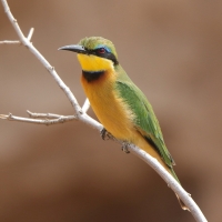 Żołna mała - Merops pusillus - Little Bee-eater