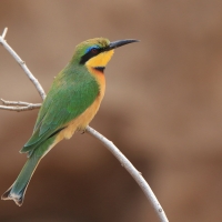 Żołna mała - Merops pusillus - Little Bee-eater