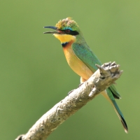 Żołna mała - Merops pusillus - Little Bee-eater