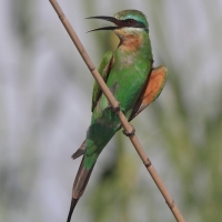 Żołna modrolica - Merops persicus - Blue-cheeked Bee-eater