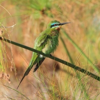 Żołna modrolica - Merops persicus - Blue-cheeked Bee-eater