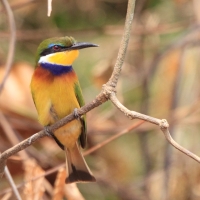 Żołna niebieskopierśna - Merops variegatus - Blue-breasted Bee-eater