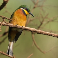 Żołna rdzawobrzucha - Merops lafresnayii oreobates - Cinnamon-chested Bee-eater