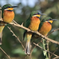 Żołna rdzawobrzucha - Merops lafresnayii oreobates - Cinnamon-chested Bee-eater