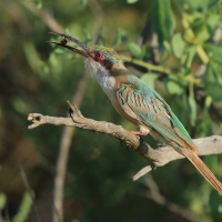 Żołna blada - Merops revoilii - Somali Bee-eater