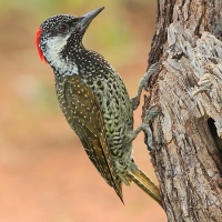 Dzięciolik złotosterny - Geocolaptes abingoni - Golden-tailed Woodpecker
