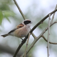 Remiz - Remiz pendulinus - Eurasian Penduline