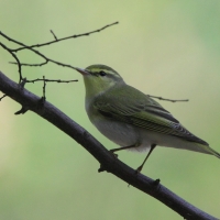 Świstunka - Rhadina sibilatrix - Wood Warbler